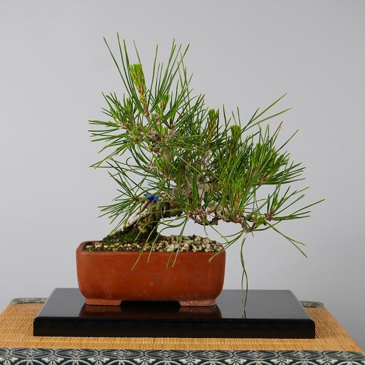 Best Selling Products - 森流 GreenFlow - 動植物造景專門店 – 頁50