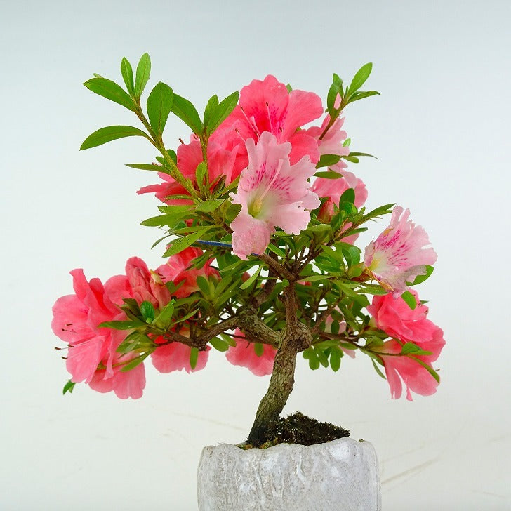 盆栽 皐月 ピンクの花 樹高38cm 挿し木30年 盆栽 皐月 ◯若恵比寿 わかえびす 花の色 薄ピンク サツキ盆栽入手