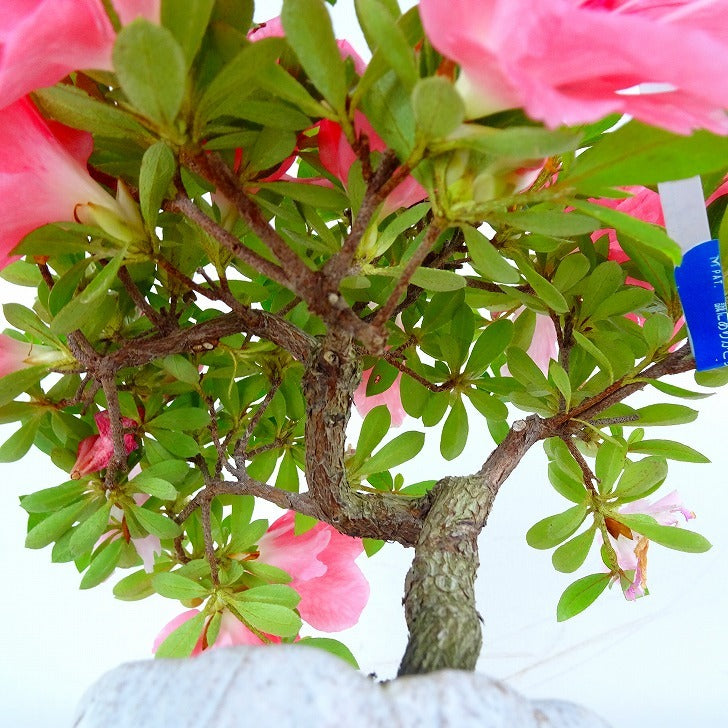 盆栽 皐月 ピンクの花 樹高38cm 挿し木30年 盆栽 皐月 ピンクの花 樹高38cm 挿し木30年 盆栽 皐月 ピンクの花 樹高