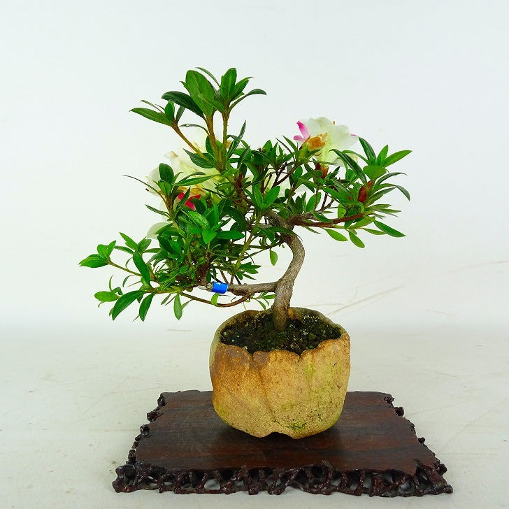 盆栽 皐月 樹高 約14cm さつき Rhododendron indicum サツキ ツツジ科