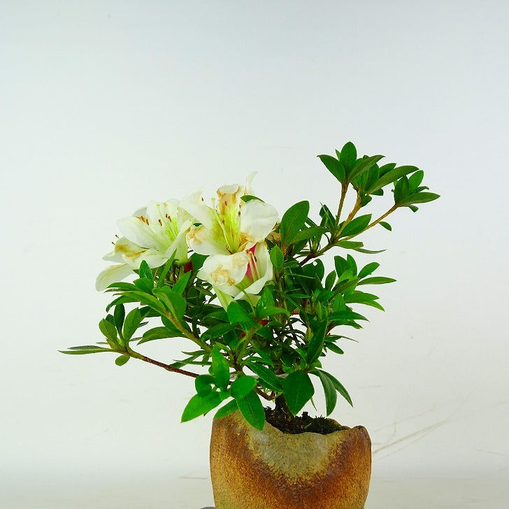 盆栽 皐月 樹高 約14cm さつき Rhododendron indicum サツキ ツツジ科