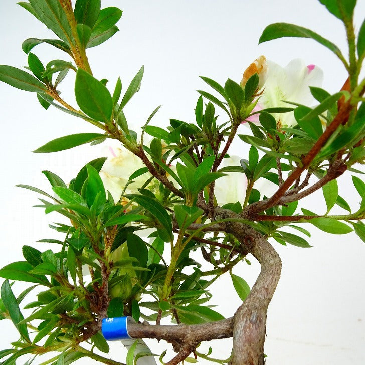 盆栽 皐月 樹高 約14cm さつき Rhododendron indicum サツキ ツツジ科