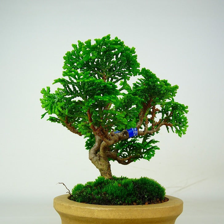 盆栽 桧 津山桧 樹高 約9cm つやまひのき Chamaecyparis obtusa