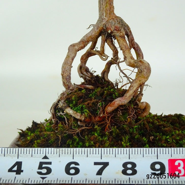 盆栽 皐月 涼風 樹高 約15cm さつき Rhododendron indicum サツキ