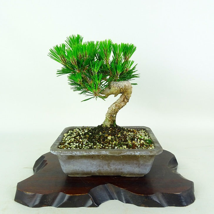 盆栽 松 黒松 千寿丸 樹高 約18cm くろまつ Pinus thunbergii クロマツ