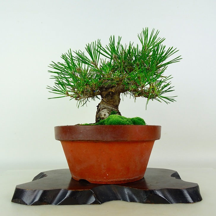Japanese Bonsai - Pine | Plant Bonsai and Gardening Supplies
