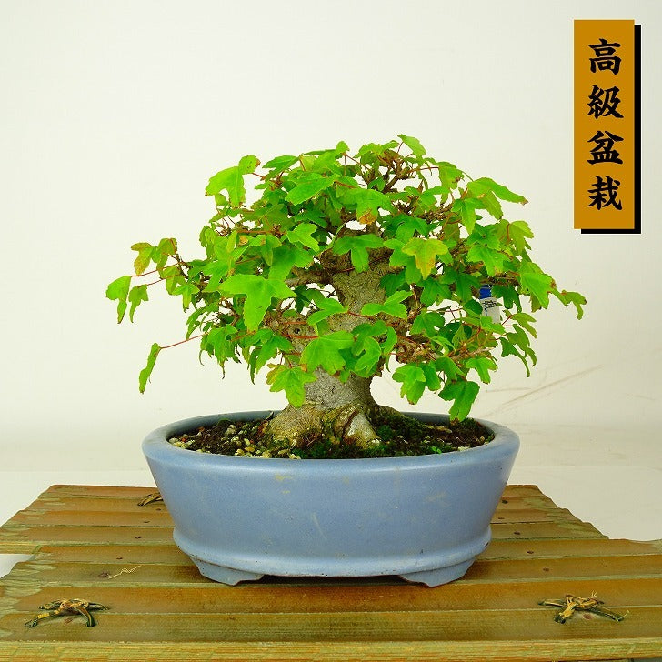 Japanese Bonsai - Maple | Plant Bonsai and Gardening Supplies