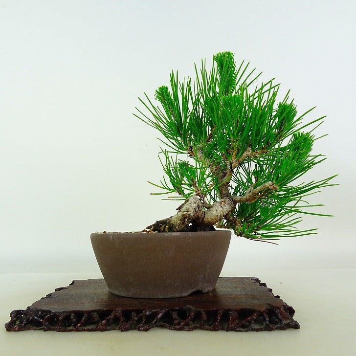Japanese Bonsai - Pine | Plant Bonsai and Gardening Supplies