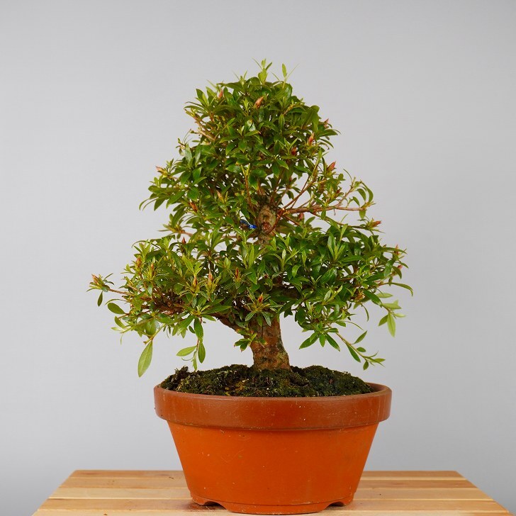 盆栽 皐月 桃源郷 樹高 約 32cm さつき Rhododendron indicum サツキ