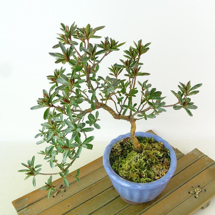 盆栽 皐月 星の輝 樹高 約23cm さつき Rhododendron indicum サツキ