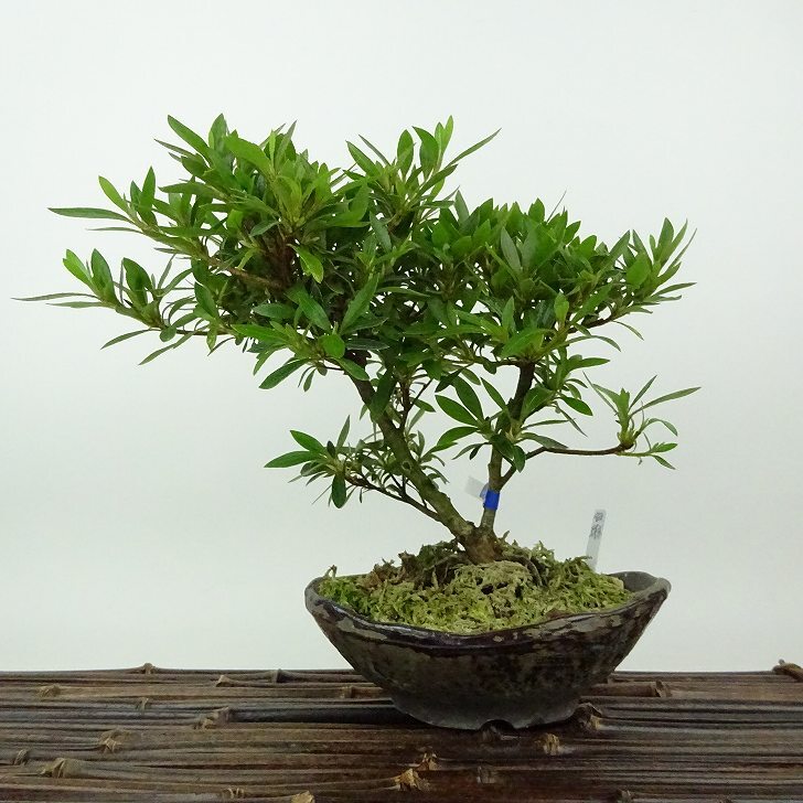 皐月盆栽 盆栽 皐月 白琳 樹高 約17cm さつき Rhododendron indicum サツキ