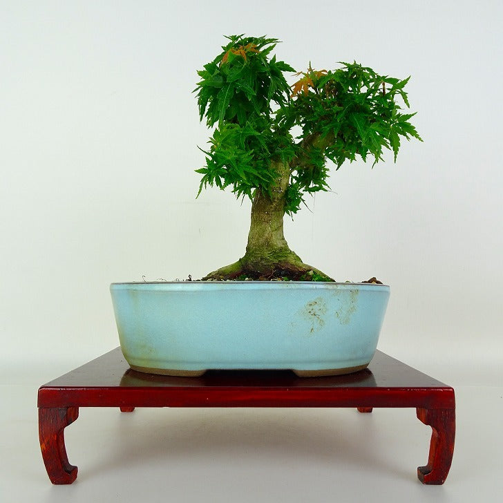 Japanese Bonsai - Maple | Plant Bonsai and Gardening Supplies