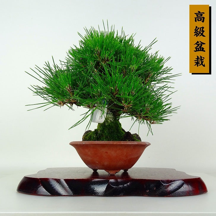 Japanese Bonsai - Pine | Plant Bonsai and Gardening Supplies
