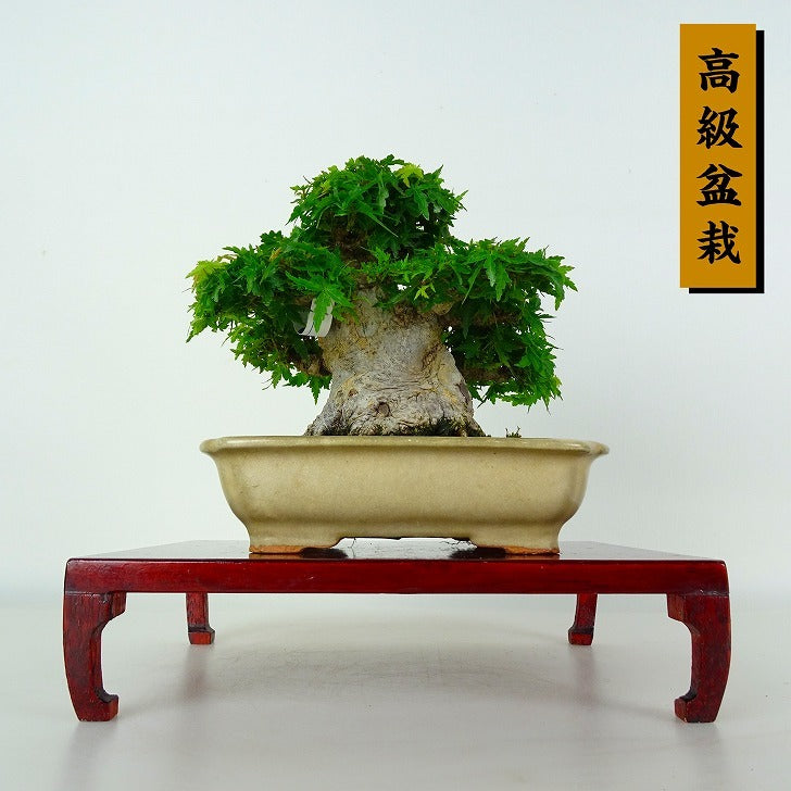 盆栽 紅葉 琴姫 樹高 約11cm もみじ 高級盆栽 Acer palmatum モミジ