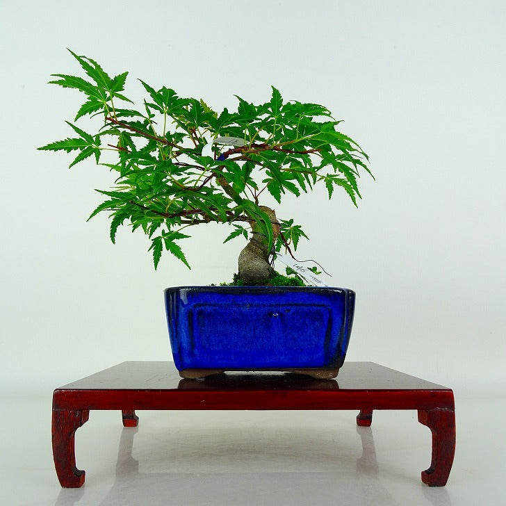 日本盆景-楓｜植物盆栽及園藝用品專門店｜森流GreenFlow – 森流