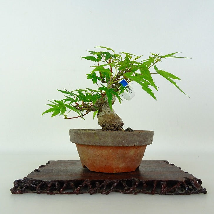日本盆景-楓｜植物盆栽及園藝用品專門店｜森流GreenFlow – 森流
