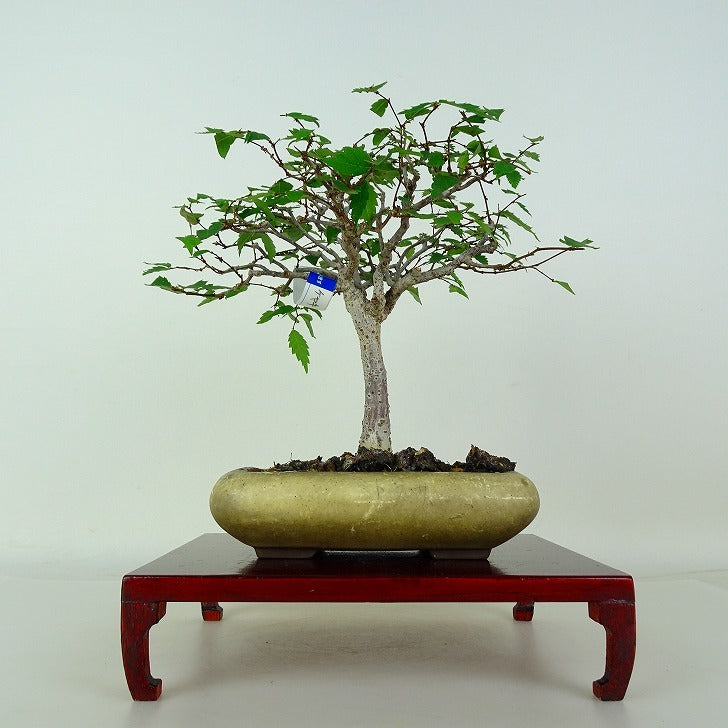 欅 盆栽 Zelkova serrata 欅 盆栽 販売 盆栽 欅 けやき 現品 ケヤキ Zelkova