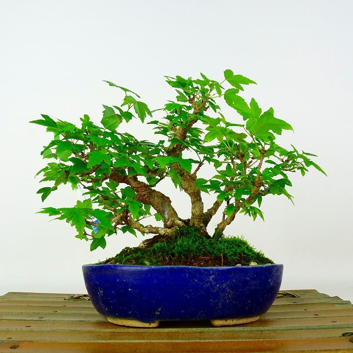 Japanese Bonsai - Maple | Plant Bonsai and Gardening Supplies