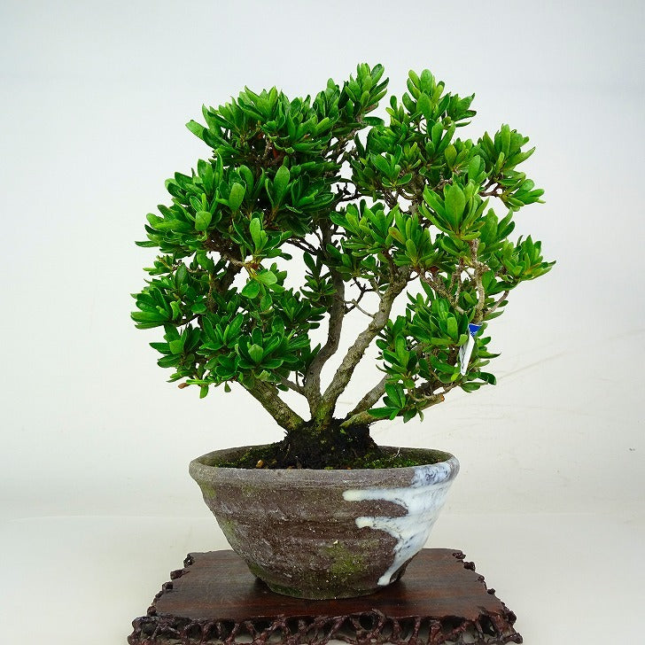 皐月 盆栽 品種:茜 樹高41cm 皐月 盆栽 品種:茜樹高41cm
