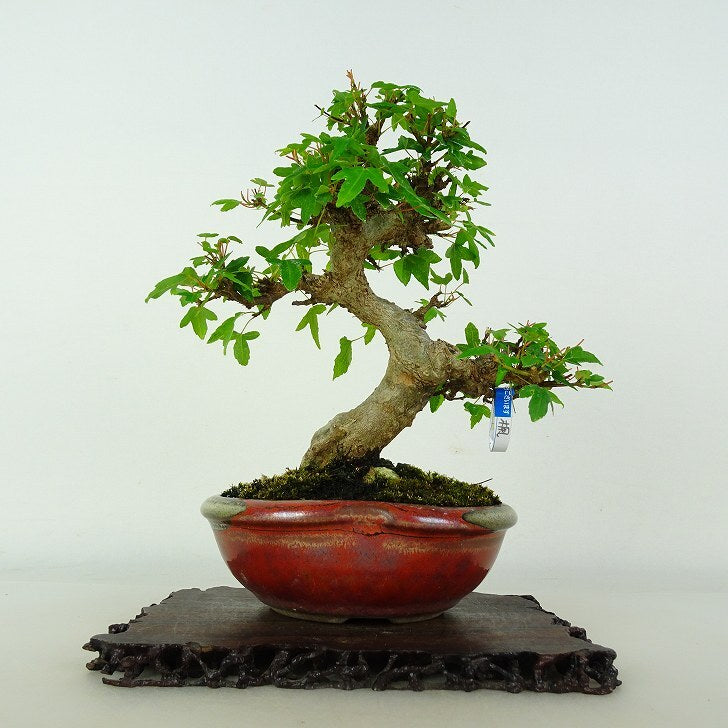 Japanese Bonsai - Maple | Plant Bonsai and Gardening Supplies