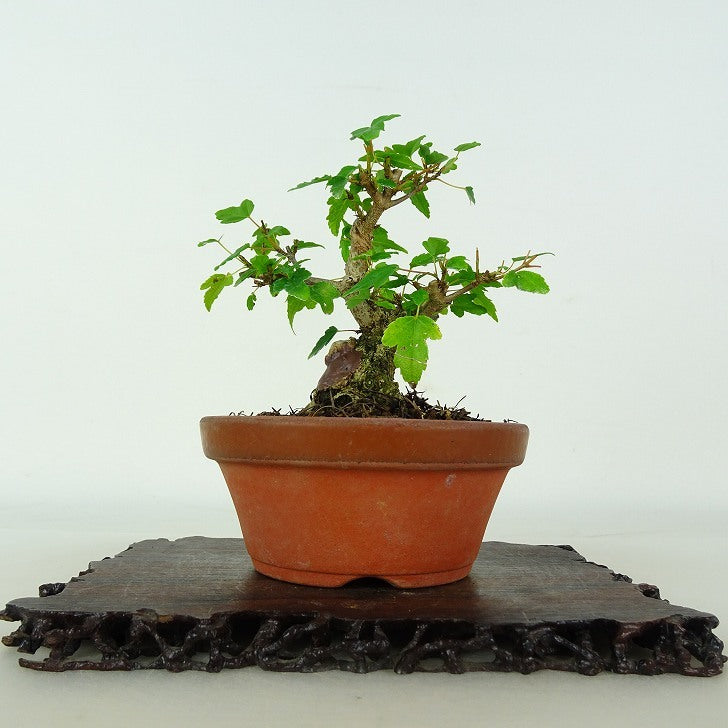 Japanese Bonsai - Maple | Plant Bonsai and Gardening Supplies
