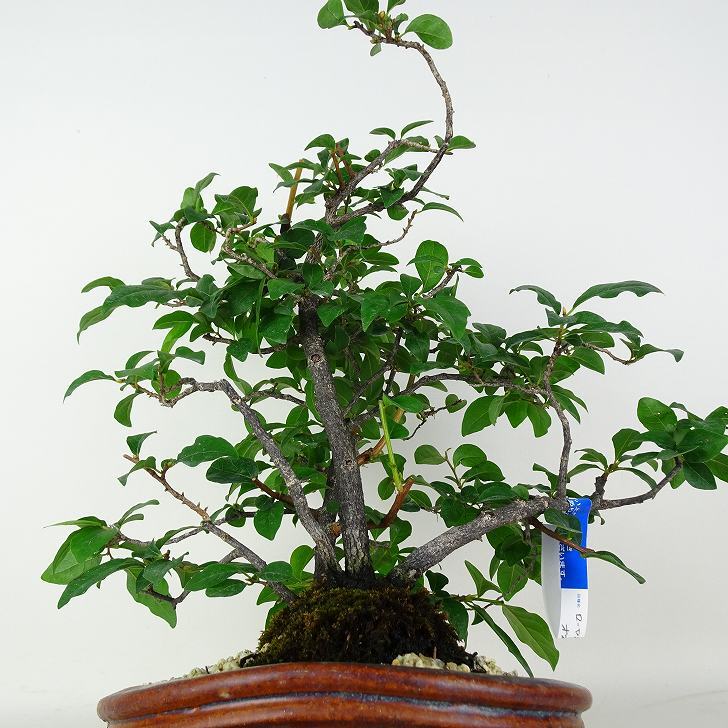 盆栽 老爺柿 樹高 約36cm ろうやがき Diospyros rhombifolia