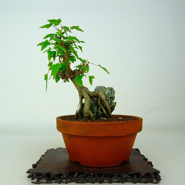 Japanese Bonsai - Maple | Plant Bonsai and Gardening Supplies
