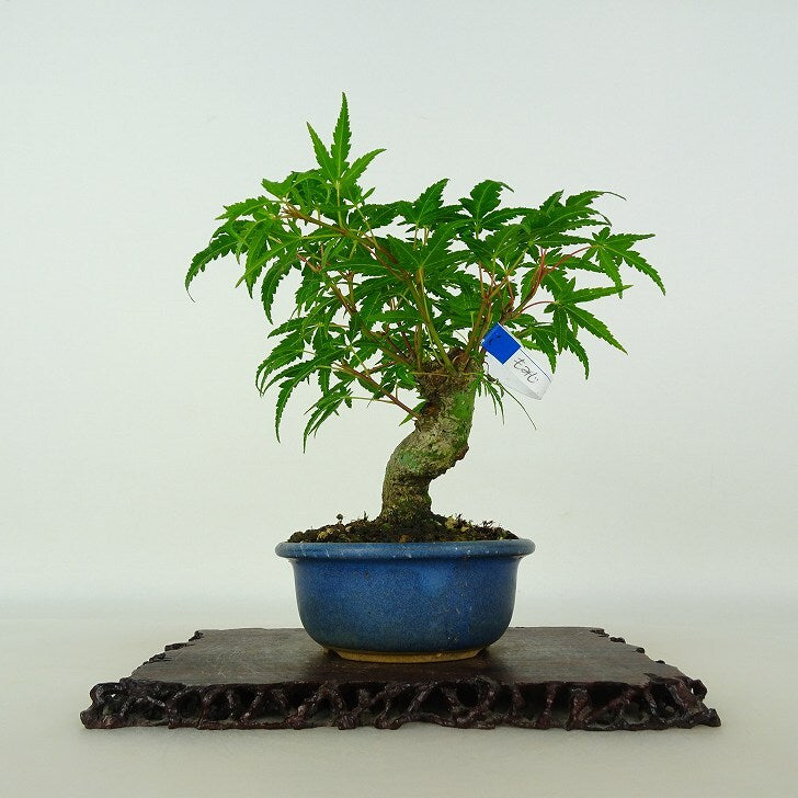 日本盆景-楓｜植物盆栽及園藝用品專門店｜森流GreenFlow – 森流