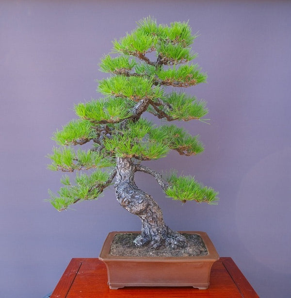 黒松　　　大品盆栽／樹齢５０年 r1211857251