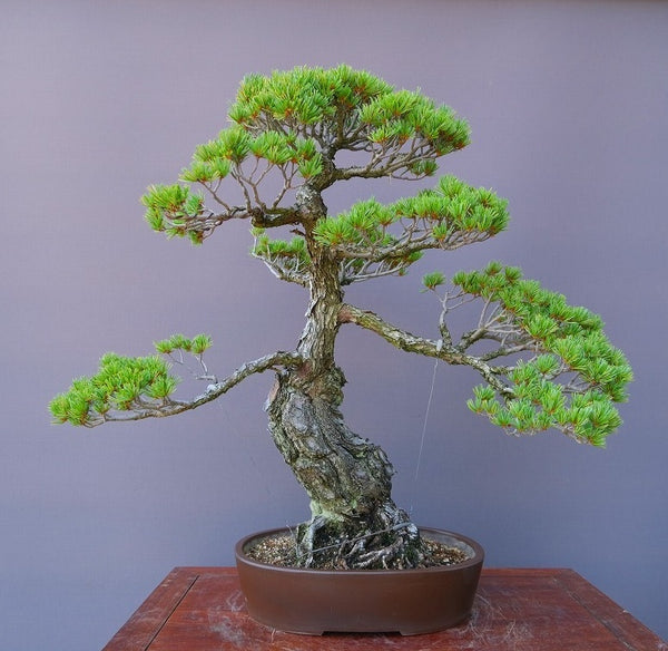 宮島五葉松　　　　大品盆栽／樹齢70年 f1205676041