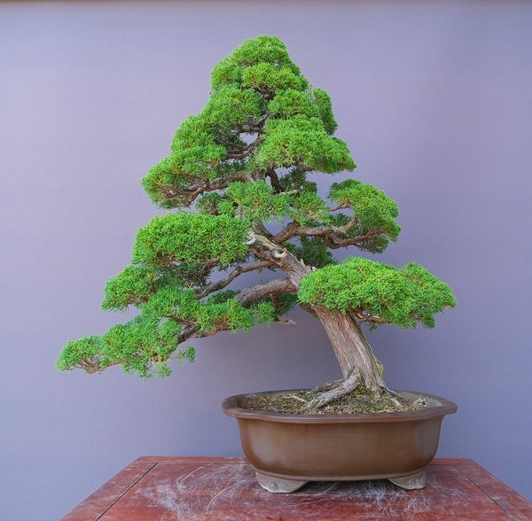 真柏　　　大品盆栽／樹齢5０年 u1205695108