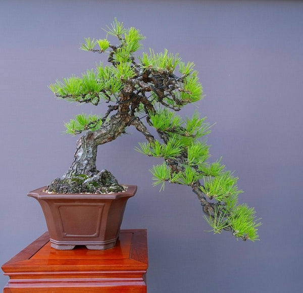 黒松　　　　　　　　大品盆栽／樹齢５０年 n1203247560