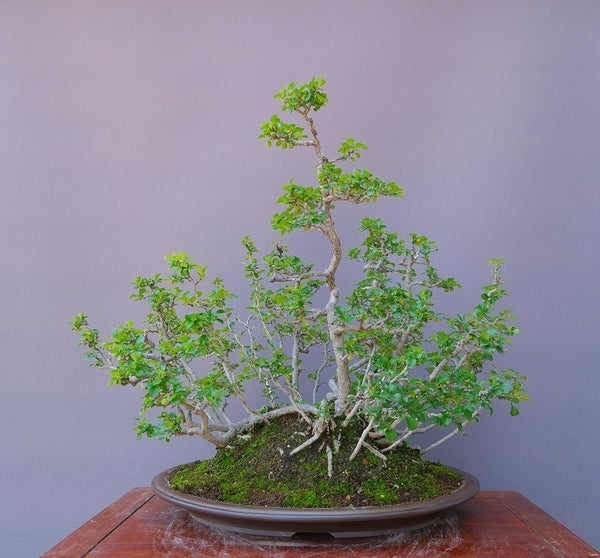 長寿梅　　　大品盆栽／樹齢３０年 c1192959328