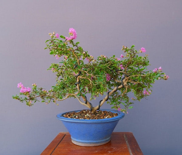 極姫さるすべり限定品　　 中品盆栽／樹齢１５年 b1200607039