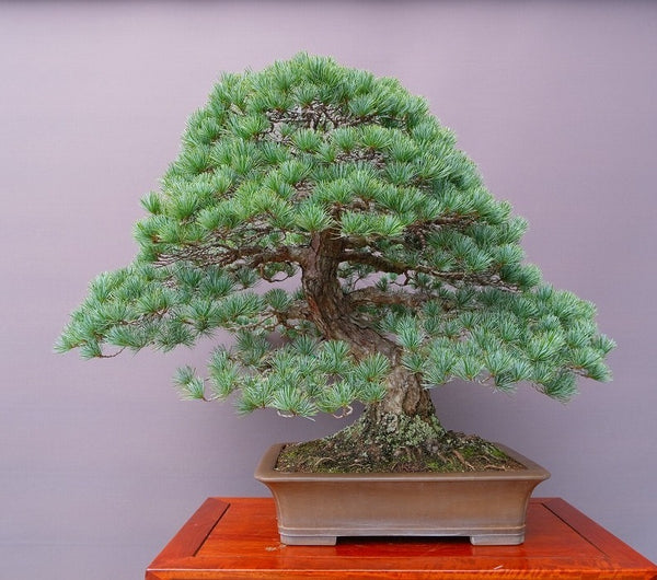 五葉松　　　大品盆栽／樹齢７０年 k1211853181