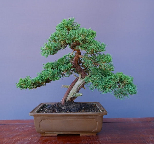 真柏　　中品盆栽／樹齢３０年 n1195995460