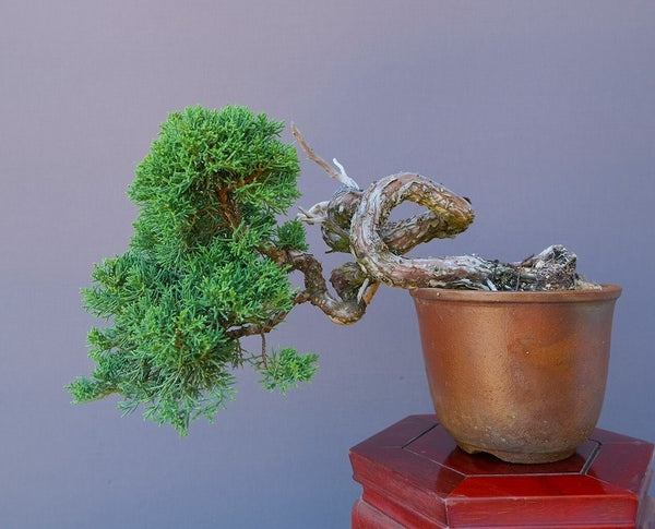 真柏　　　　小品盆栽／樹齢２５年 v1205781137