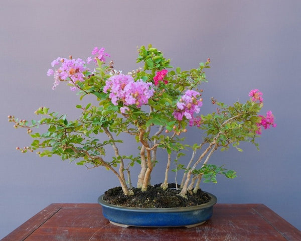 さるすべり　　中品盆栽／樹齢３０年 t1195991563