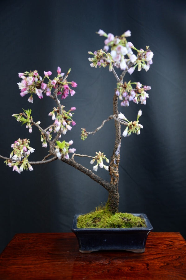 Potted cold bean f1174867928