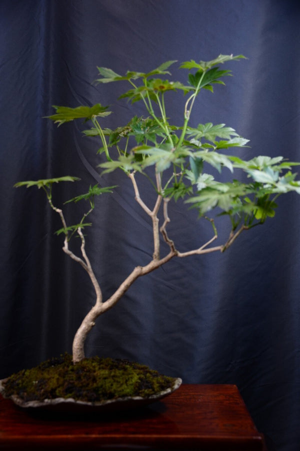 盆栽イタヤカエデ w1198121134