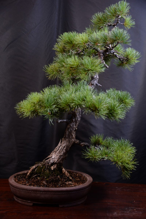 盆栽ゴヨウマツ m1198123078