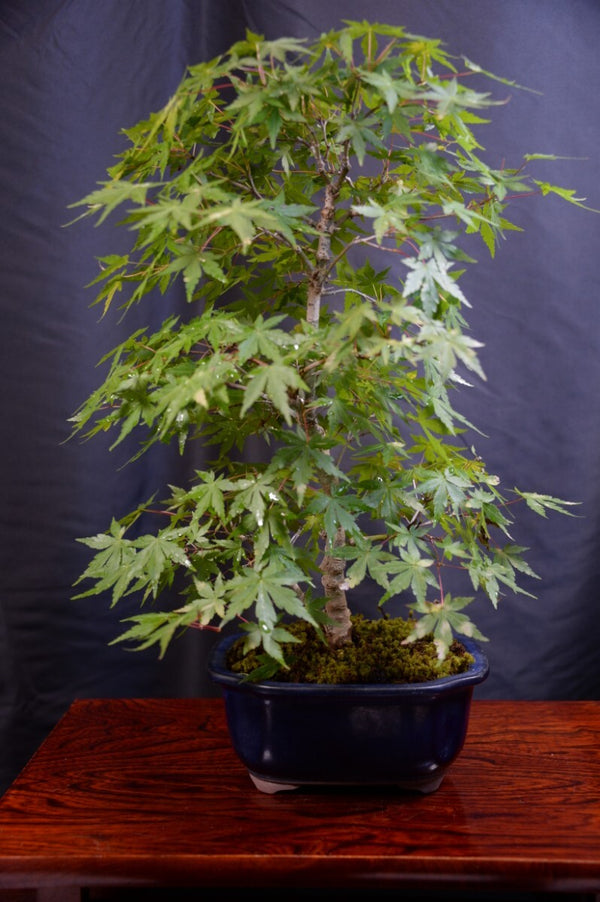 盆栽モミジ l1198794492