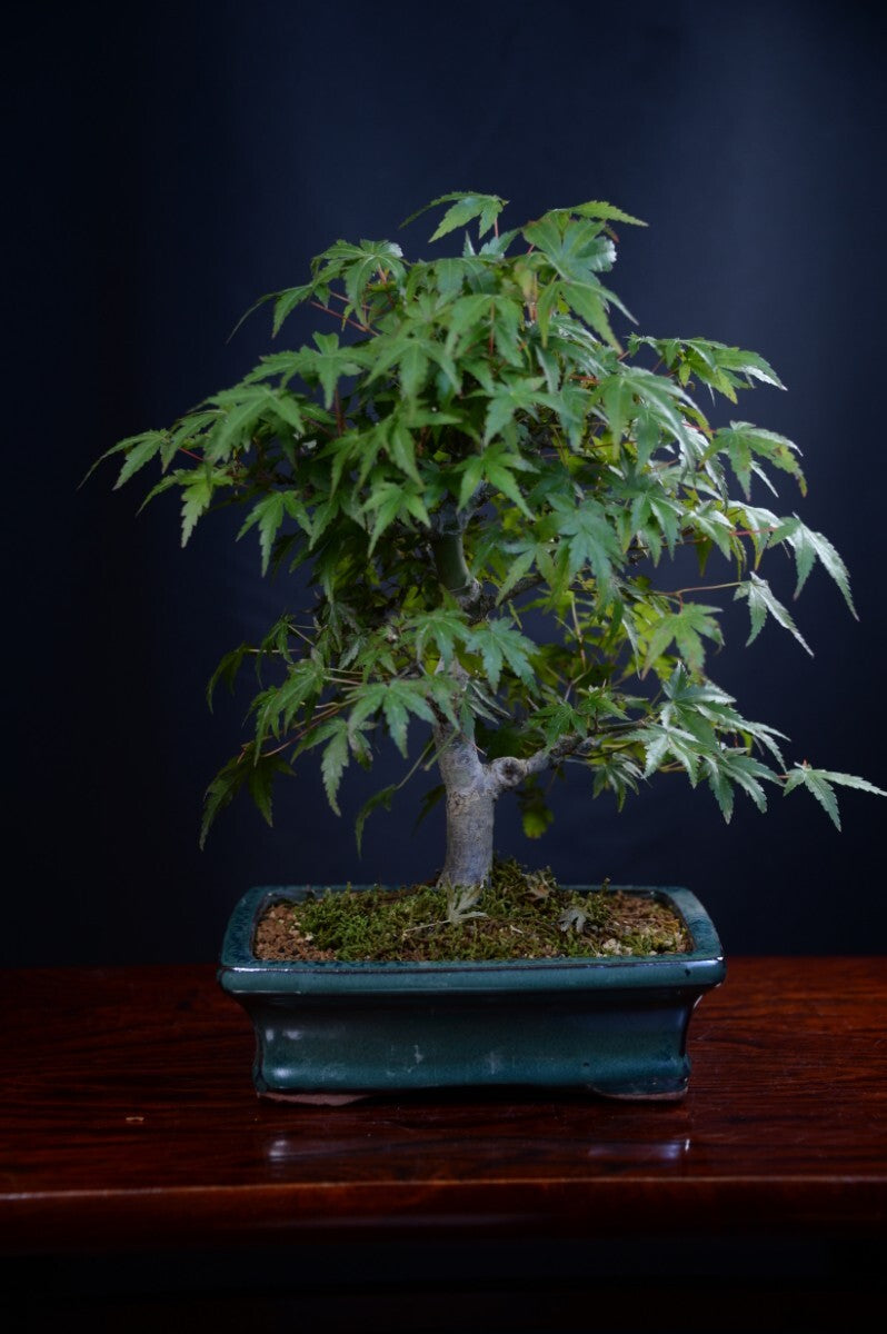 日本盆景-楓｜植物盆栽及園藝用品專門店｜森流GreenFlow – 森流