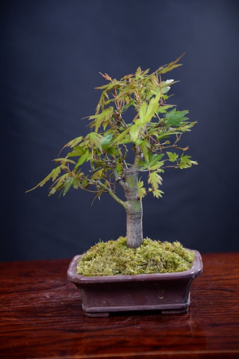日本盆景-楓｜植物盆栽及園藝用品專門店｜森流GreenFlow – 森流