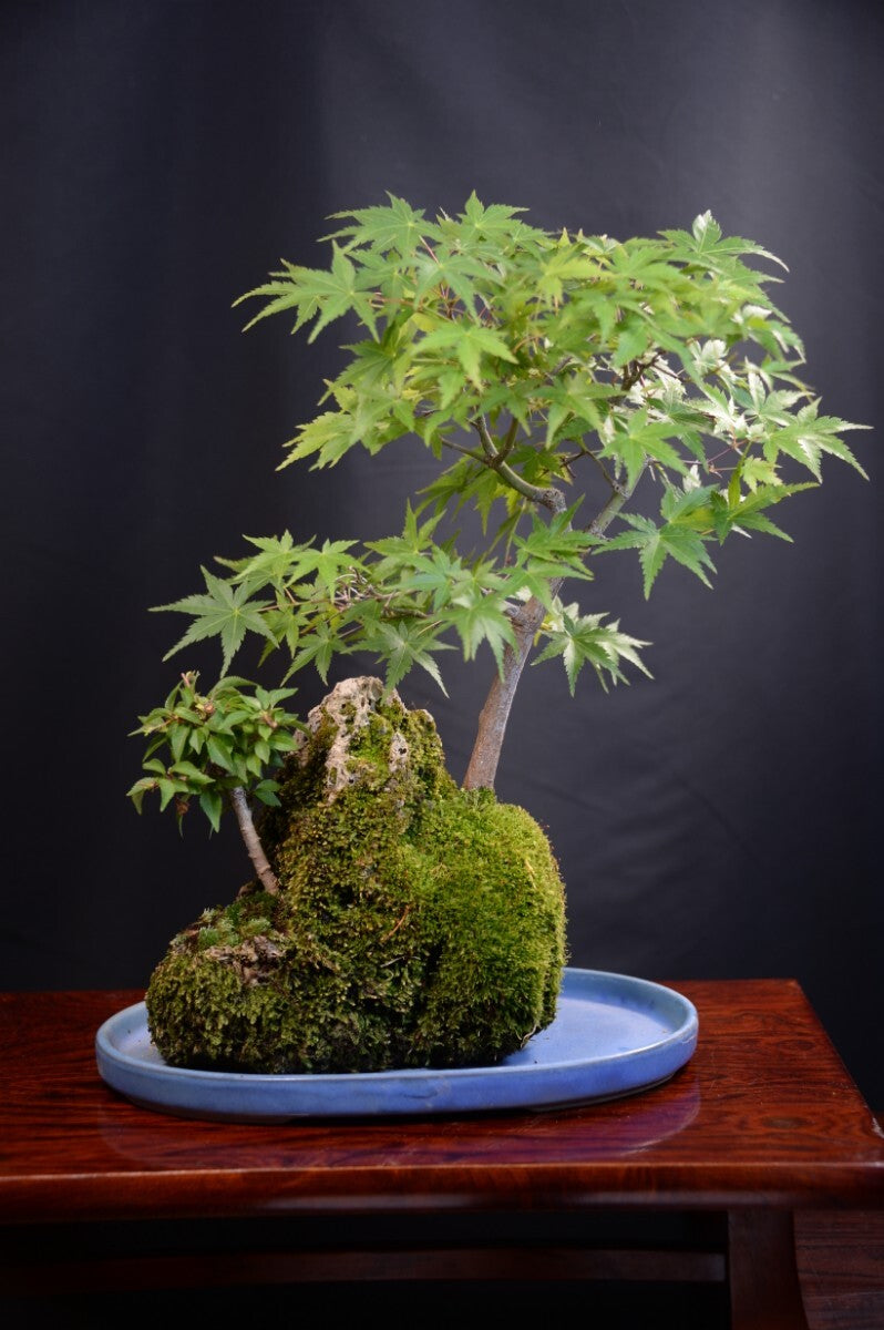 日本盆景-楓｜植物盆栽及園藝用品專門店｜森流GreenFlow – 森流