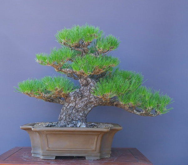 黒松　　　大品盆栽／樹齢８０年 g1205919313