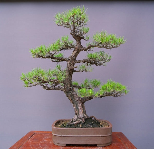 黒松　　　　大品盆栽／樹齢５０年 k1206906056