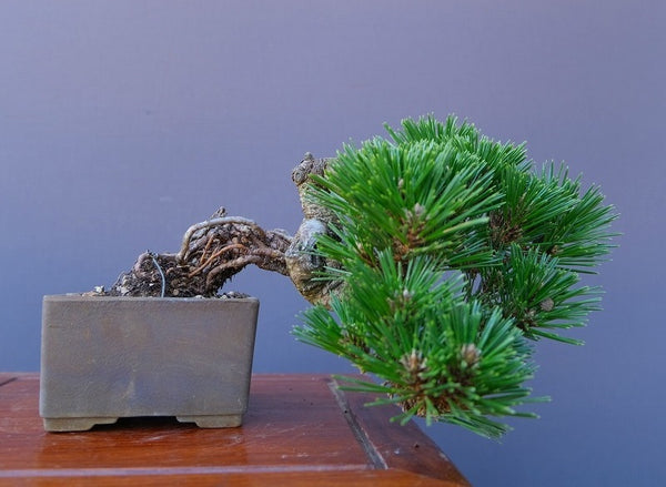千寿丸　　　小品盆栽／樹齢２０年 d1197036703