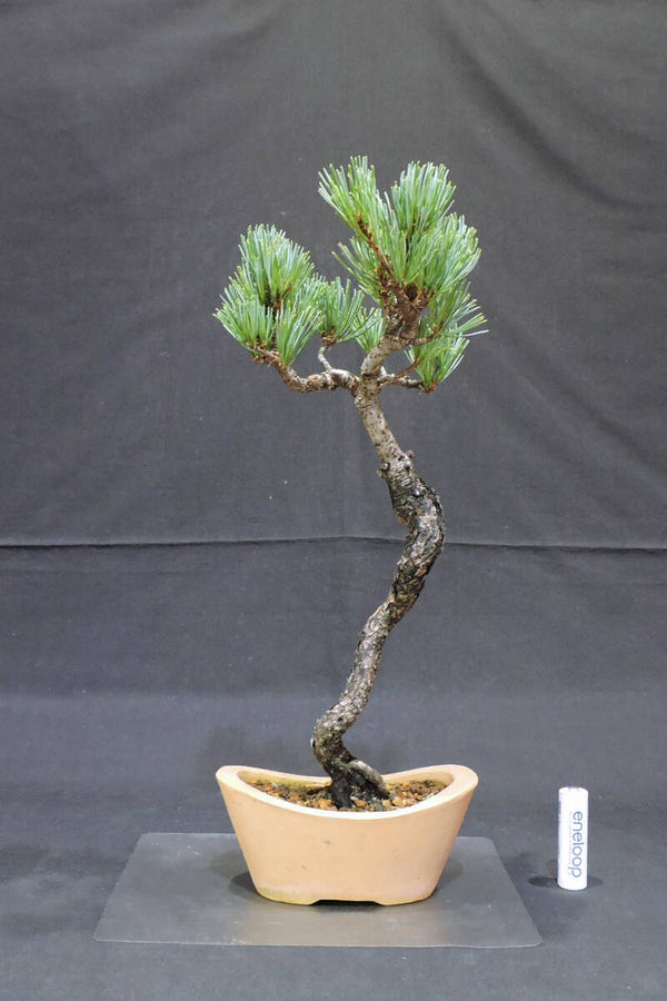 五葉松 盆栽 奥行12.5cm 横幅13.5cm 高さ33.5cm b1205675766