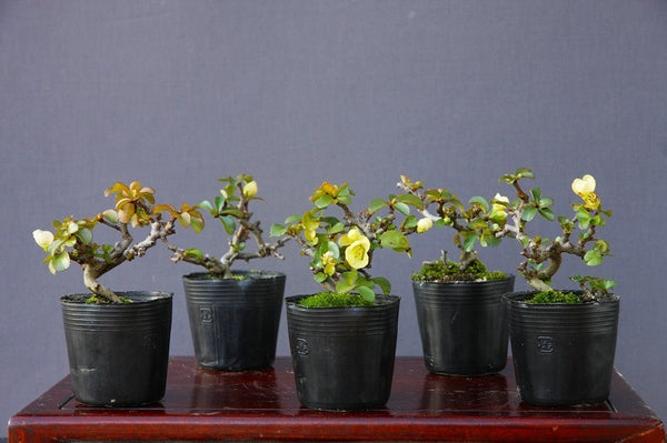 白長寿梅５本セット　　　　　　　小品盆栽　樹齢５年 w1211659890
